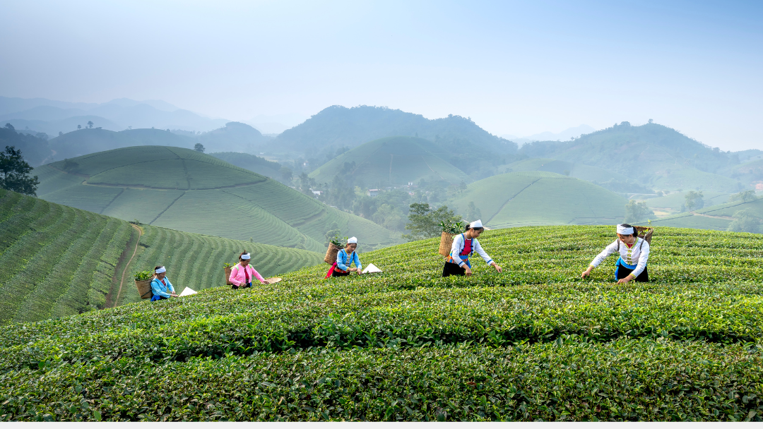 Las imagen representa a los agricultores japoneses recolectando las hojas de te verde para el matcha que El Milagro que Contribuye a la Longevidad de los Japoneses